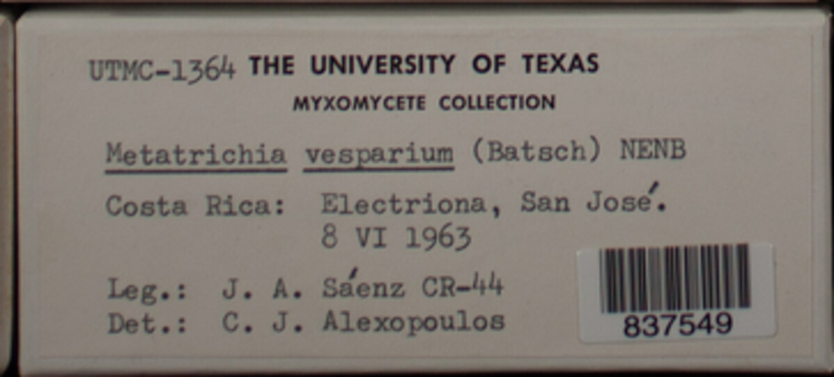 Metatrichia vesparium image